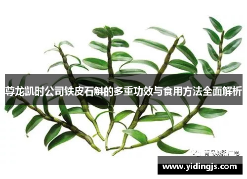 尊龙凯时公司铁皮石斛的多重功效与食用方法全面解析